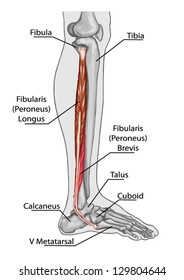 fibularis peroneus longusb Ã¢Â?Â? anatomy of leg and foot human muscular system