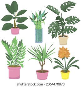 ficus, bamboo, monstera, dracaena, clivia and zamioculcas, houseplant - vector illustration flat style elements set