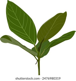 Ficus benghalensis banyan tree ficus audrey bargad Ilustración vectorial