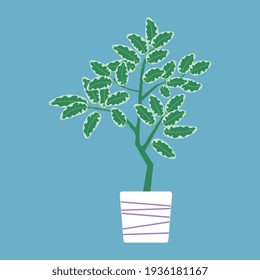 ficus benjamin in a large white pot on a blue background white green leaves vector illustration isolated
