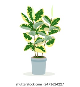 Ficus with big leaves bright home plant in flowerpot pack. Big indoor houseplant in pot modern illustrations. Vector color image flower in a pot on a white background