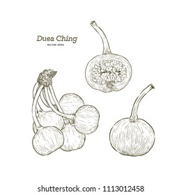 Ficus botryocarpa Miq. Cuea ching or MORACEAE,Ficus is a genus . Hand draw sketch vector collection