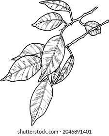 Ficus branch with decorative leaves on a transparent background, monochrome illustration, line, vector image