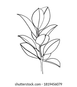 Rama ficus aislada en blanco. Dibujo de líneas en blanco y negro. - Ilustración del vector