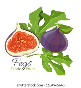 Ficus carica fig fruit with leaves vector illustration isolated