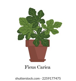 Ficus Carica in pot, Flat style design. Indoor plant Ficus Carica. House plant Isolated on white background. vector illustration