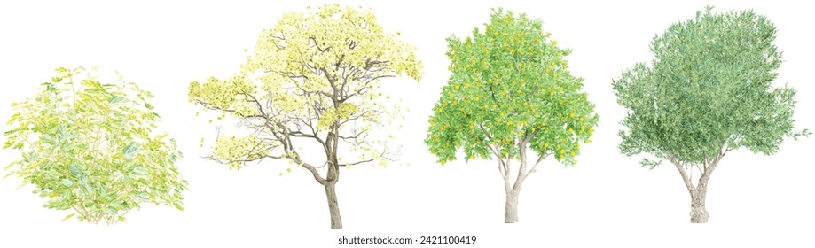 ficus carica,olea europaea,tabebuia chrysantha,citrus sinensis plants with transparent background, 3d rendering