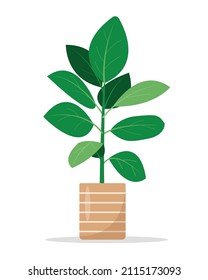 Ficus decorative houseplant in ceramic flower pot isolated on white background. Fiddle leaf tree. Gardening hobby, flower shop. Flat or cartoon icon vector illustration for home decor design.