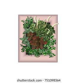 Ficus dwarfish (Ficus pumila L.), fittonia (Fittonia argyroneura L.)(Fittonia Verschaffeltii L.), peperomia wrinkled (Peperomia caperata L.) in a frame for vertical gardening, the color vector image