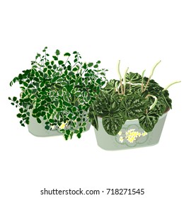 Ficus dwarfish (Ficus pumila) and a peperomia wrinkled (Peperomia caperata), a cachepot in style Provence, the color vector image on a white background