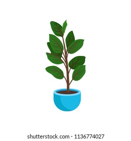 Ficus elastic or rubber plant in bright blue flowerpot. Tall houseplant with wide green leaves. Home potted plant. Flat vector design
