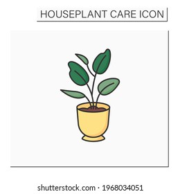 Ficus elastica color icon. Home gardening.Perennial evergreen plant-xerophyte. Beautiful home plant in pot. Houseplant care concept.Isolated vector illustration