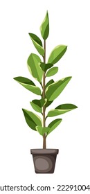 Ficus elastica. Houseplant in a pot isolated on a white background. Vector illustration