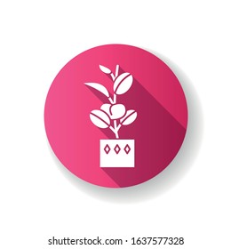 Ficus elastica pink flat design long shadow glyph icon. Rubber fig. Indian tree. Potted indoor plant with oval leaves. Decorative leafy houseplant. Home decor. Silhouette RGB color illustration