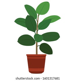 Ficus Elastica Plant Rubber Plant