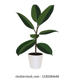 Ficus elastica in pot isolated on the white background, modern houseplants, vector illustration