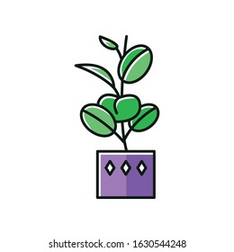Ficus elastica RGB color icon. Rubber fig. Indian tree. Potted indoor plant with oval leaves. Decorative leafy houseplant. Home, office decor. Isolated vector illustration