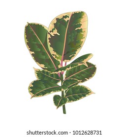 Ficus Elastica Ruby branch and colorful leaves Isolated on a white background color vintage Vector illustration editable hand drawn

