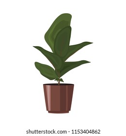 Ficus in a flowerpot on a white background