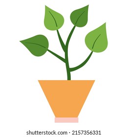 Ficus with four big leaves in orange square ceramic vase. Suitable for decorating notebooks, for creating stickers, for web isolated on white background. House decor concept. Vector illustration