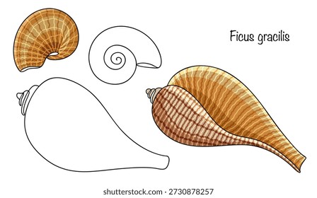 Ficus gracilis. Four slender, elongated shells with smooth spiral lines and a pointed shape, hand-drawn. The surface is slightly textured, cream-colored, with brown patterns. Isolated vector.