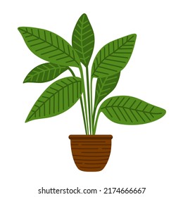 Ficus green potted houseplants. Indoor, office and house plant. Interior decoration, simple urban jungle element. Flat cartoon vector isolated illustration.