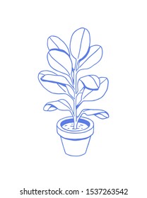 Ficus - hand drawn houseplant in a pot on a white background. Vector image.