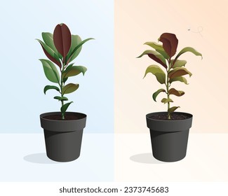 ficus, healthy plant and dried flower, water drops on leaves, dehydrated stems