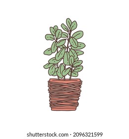 ficus houseplant. Indoor potted plant vector outline doodle illustration.