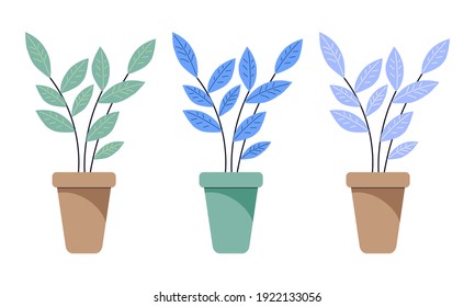 Ficus houseplant in a pot with green and blue leaves. Isolated clipart set on white background.