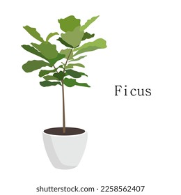 Hogar ficus en una olla con hojas verdes. Planta de la casa Diseño de estilo plano. Letra ficus aislada de fondo blanco. ilustración vectorial