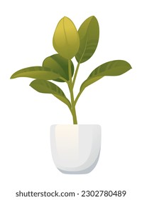 Ficus houseplant in white ceramic pot vector illustration isolated on white background