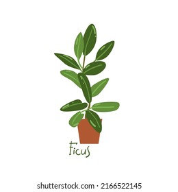 Ficus. Houseplants vector illustrations. Urban jungles. Plants are friends. Culd be used for web, notebook, phone case, etc