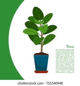 Ficus indoor plant in pot banner template, vector illustration