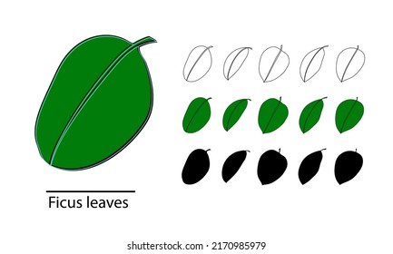Ficus leaves bundle, vector isolated on white
