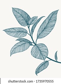 Ficus line art illustration. Minimalist botanical poster. Tropical plant branch. Hand drawn floral background. Abstract design artwork. Line floral drawing. Blue marine summer fresh colors.