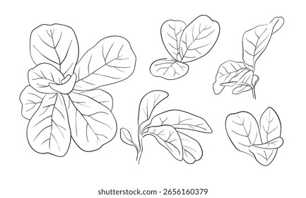 Ficus lirata leavese set, continious line drawing. Exotic set branches outline. Vector illustration
