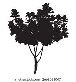 ficus lirata tree Silhueta, ilustração vetorial, isolado No fundo branco.