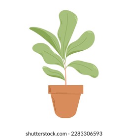 Ficus with lush foliage in a pot. Vector flat illustration of a home potted plant.