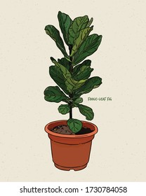 Ficus lyrata, commonly known as the fiddle-leaf fig, is a species of flowering plant in the mulberry and fig family Moraceae. Hand draw sketch vector.