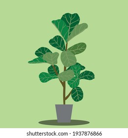 Ficus lyrata, commonly known as the fiddle-leaf fig tree, a popular decorative house plant native to tropical rainforest. Vector illustration.