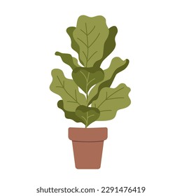 Ficus lyrata, fiddle leaf fig tree in pot, cartoon style. House plants for home interior, urban jungle. Trendy modern vector illustration isolated on white, hand drawn, flat design.