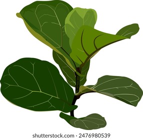 ficus lyrata Fiddle-leaf fig vector illustration