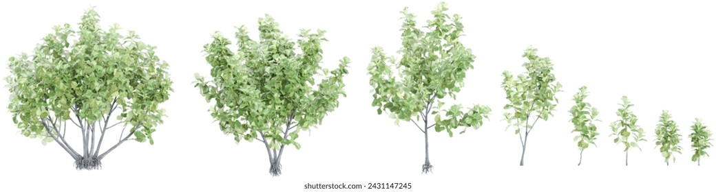 Ficus lyrata árboles fondos de recorte 3d renderizado png