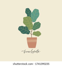 Ficus Lyrita or the fiddle-leaf fig tree in pot. Hand drawn green natural house plants. Scandinavian style illustration, modern and elegant home decor. 