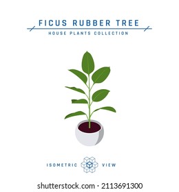 Ficus plant isometric icon. Potted house flower in flat style for interior designs. Vector illustration isolated on a white background.