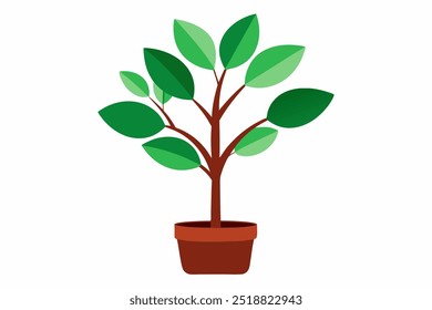 Ficus Plant no fundo branco