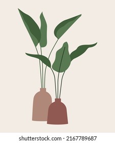Ficus plant in pot isolated.