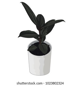 Ficus plant in pot isolated on the white background. Typical room plant grown indoors for home decoration. Vector illustration.