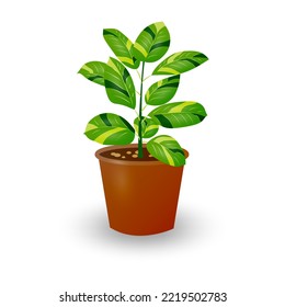 Planta ficus en olla aislada de fondo blanco. Planta decorativa para el interior o la oficina. Flor de habitación. Ilustración vectorial.
